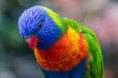 /album/loro-park/loro-park-jpg/